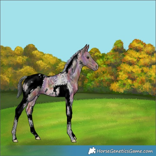 Horse Color:Nacre White Spotted Brown Ice Dun Tobiano 