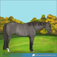 Horse Color:Grullo Appaloosa Rabicano