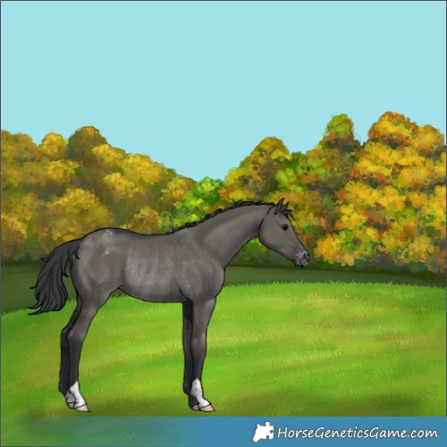 Horse Color:Grullo Appaloosa Rabicano 