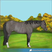 Horse Color:Grullo Varnish Rabicano 