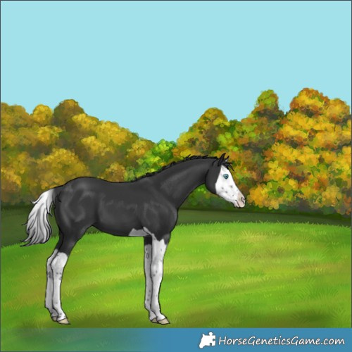 Horse Color:Black Splash Appaloosa 