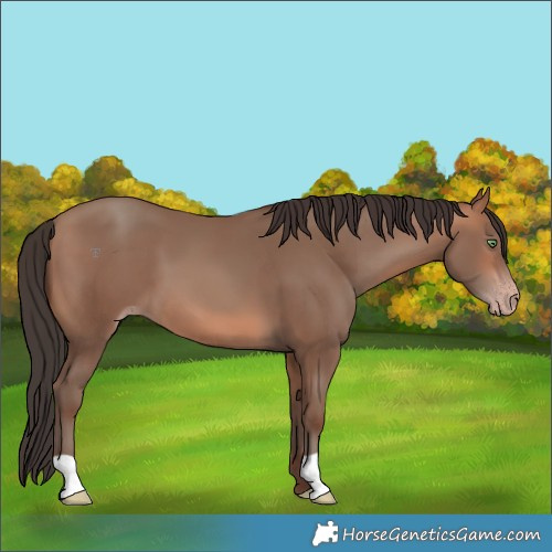 Horse Color:Sable Champagne 