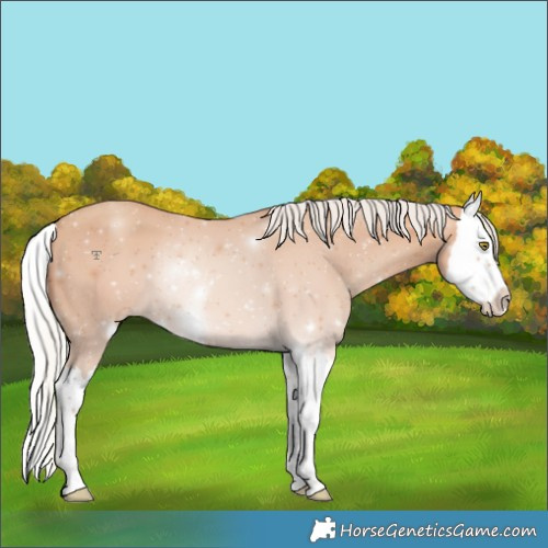 Horse Color:Silver Amber Champagne Splash 