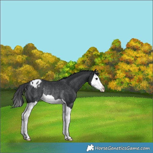 Horse Color:Black Splash Appaloosa Rabicano 