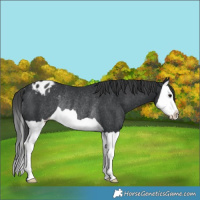 Horse Color:Black Splash Varnish Rabicano 