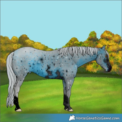 Horse Color:ERROR: UNKNOWN ANOMALY