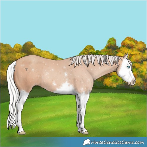 Horse Color:Silver Amber Champagne Splash