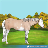 Horse Color:Silver Amber Champagne Splash 