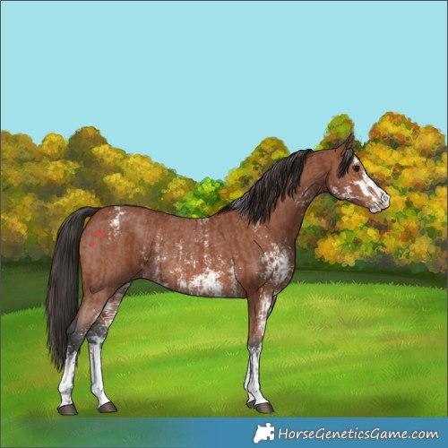 Horse Color:Bay Sabino Rabicano and Bay Sabino Rabicano