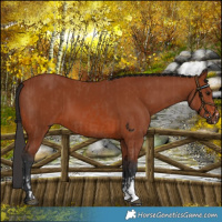 Horse Color:Bay Sabino Rabicano  and Bay Sabino 