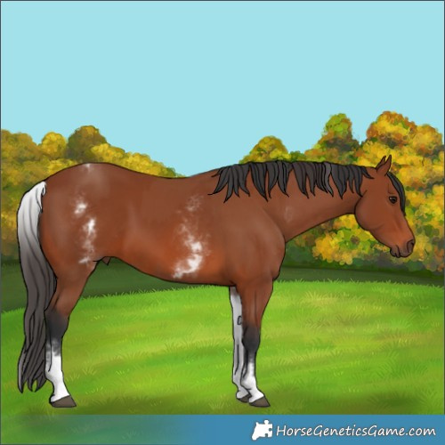 Horse Color:Bay Sabino Rabicano  and White Spotted Bay Rabicano 
