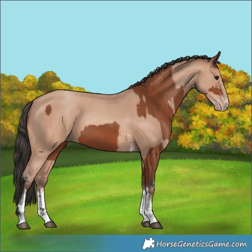 Horse Color:Bay Sabino Rabicano  and Amber Champagne Sabino Rabicano 