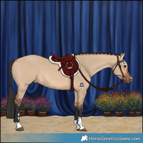 Horse Color:Bay Dun 