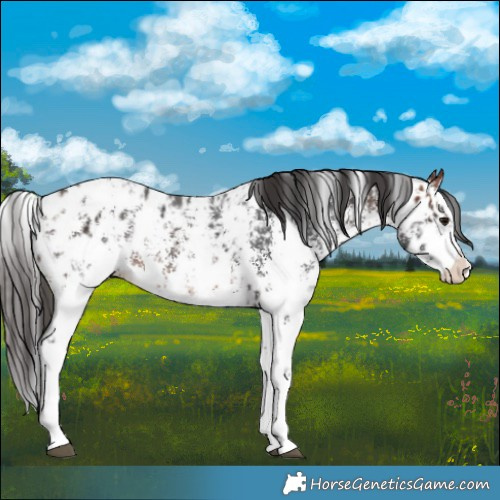 Horse Color:Bay Sabino Splash Appaloosa  and Bay Sabino Splash Appaloosa 