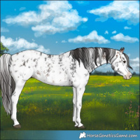 Horse Color:Bay Sabino Splash Appaloosa  and Bay Sabino Splash Appaloosa 