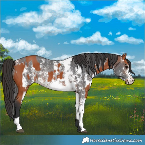 Horse Color:Bay Sabino Rabicano  and Bay Sabino Rabicano 