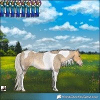 Horse Color:Silver Sable Cream Champagne Roan Tobiano Rabicano