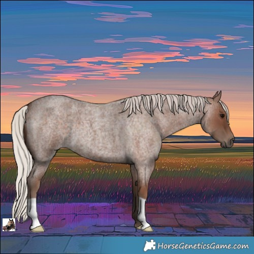 Horse Color:Silver Blue Roan 