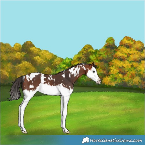 Horse Color:White Spotted Bay Splash