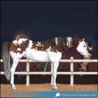 Horse Color:White Spotted Bay Splash