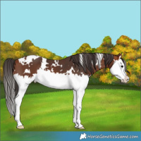 Horse Color:White Spotted Bay Splash