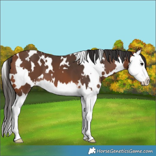 Horse Color:White Spotted Bay Splash 