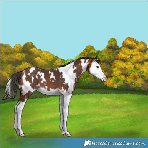 Horse Color:White Spotted Bay Splash 