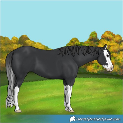 Horse Color:Black Splash 