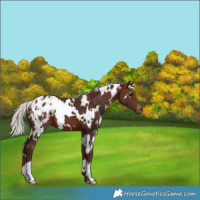 Horse Color:White Spotted Silver Brown Varnish