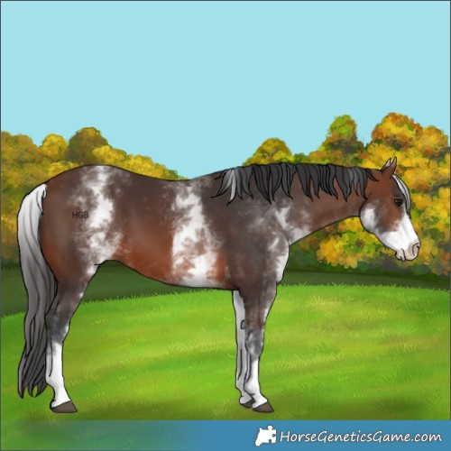Horse Color:White Spotted Brown 