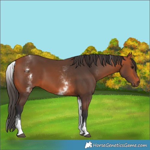 Horse Color:White Spotted Bay 