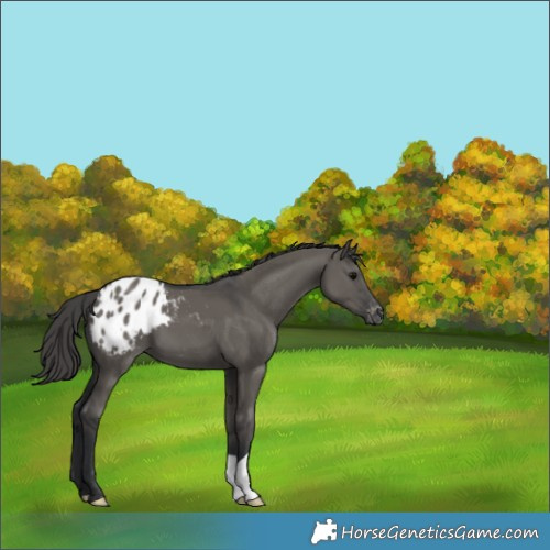 Horse Color:Grullo Appaloosa 