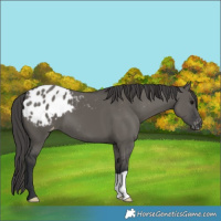 Horse Color:Grullo Varnish