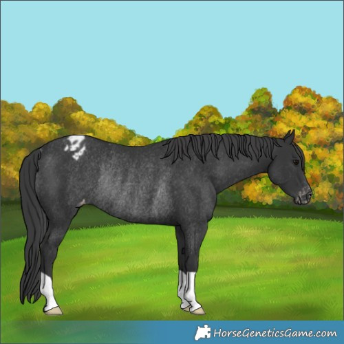 Horse Color:Black Appaloosa Rabicano 