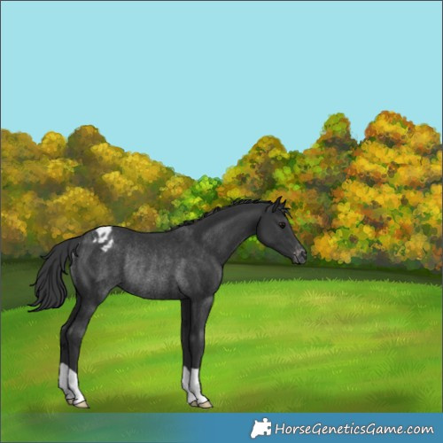 Horse Color:Black Appaloosa Rabicano 