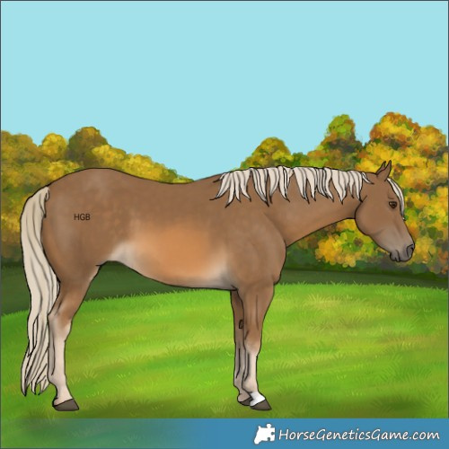 Horse Color:Chocolate Palomino 