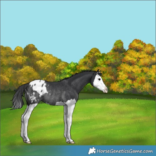 Horse Color:Black Splash Appaloosa Rabicano 