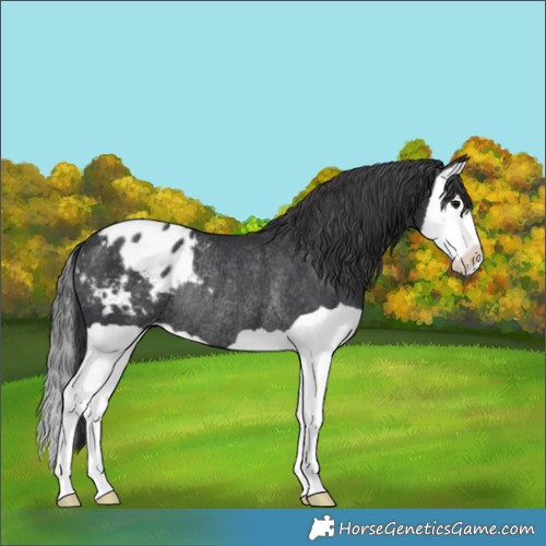 Horse Color:Black Splash Varnish Rabicano
