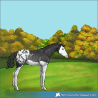 Horse Color:Black Splash Varnish Rabicano