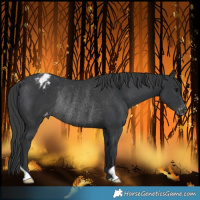 Horse Color:Black Varnish Rabicano 