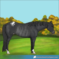 Horse Color:Black Appaloosa Rabicano