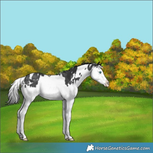 Horse Color:White Spotted Black Splash Rabicano 