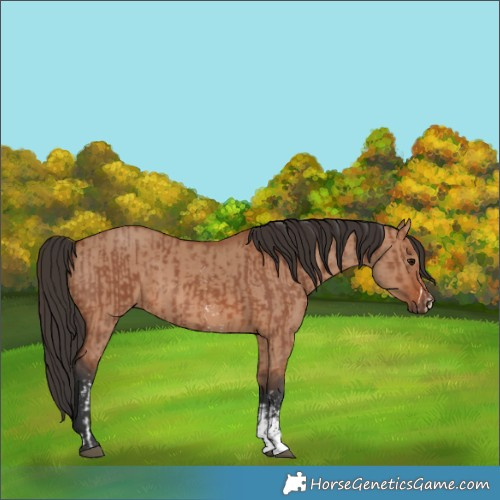 Horse Color:Bay Sabino Rabicano  and Bay Dun Sabino Rabicano 