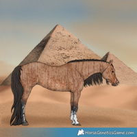 Horse Color:Bay Sabino Rabicano and Bay Dun Sabino Rabicano