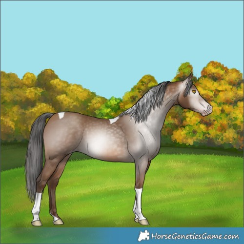 Horse Color:Gray Amber Champagne Tobiano 