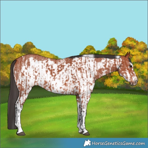 Horse Color:Bay Sabino Rabicano  and Bay Sabino Frame Rabicano 