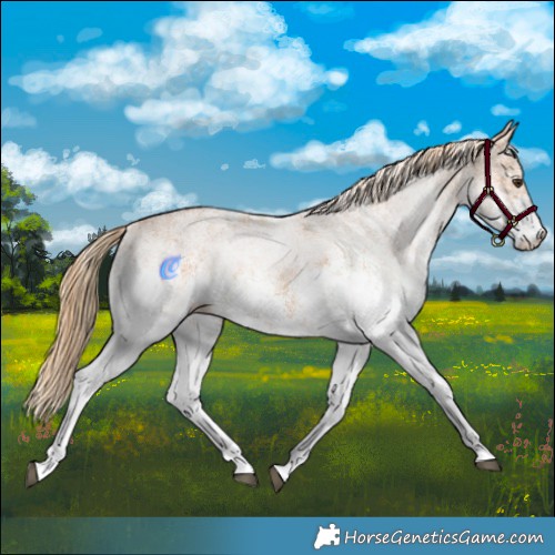 Horse Color:White Spotted Chestnut 
