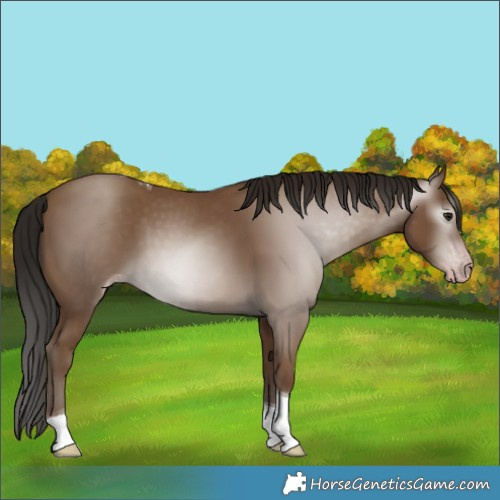 Horse Color:Gray Classic Champagne Tobiano