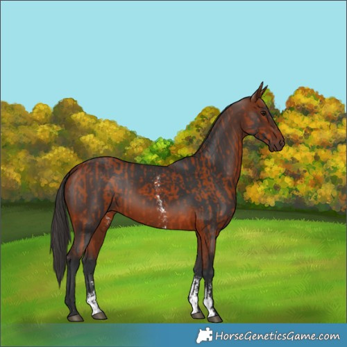 Horse Color:Bay Sabino Rabicano  and Bay Sabino Rabicano 