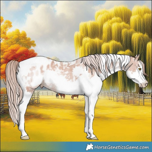 Horse Color:Gold Champagne Splash Tobiano Appaloosa 